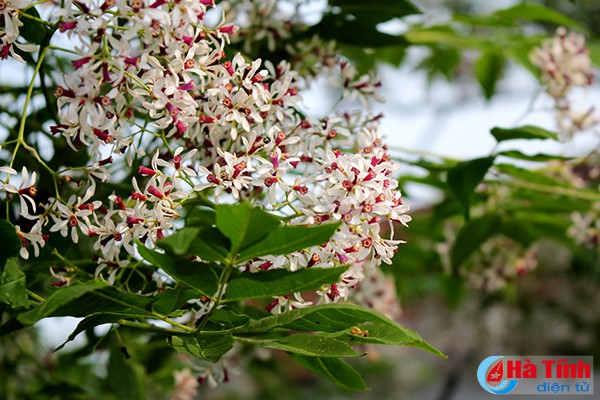 “Hoa xoan lớp lớp rụng vơi đầy” những miền quê Hà Tĩnh
