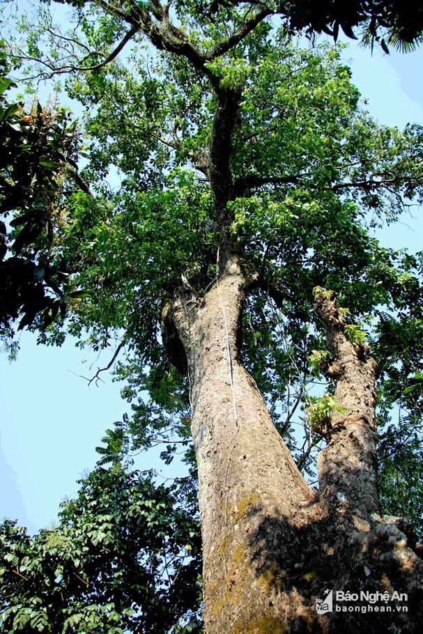 Điều thú vị về cây lội sống qua hơn 10 đời người ở đất Mường Quàng - Ảnh 2.
