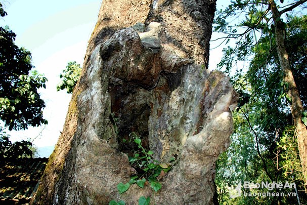 Điều thú vị về cây lội sống qua hơn 10 đời người ở đất Mường Quàng - Ảnh 3.