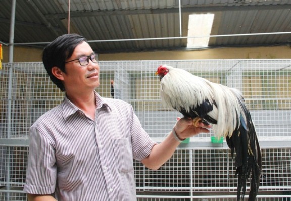 Quý tộc gà cảnh quan trọng phải có thần thái, giá ngàn đô/con - Ảnh 1.