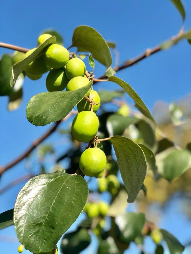 Khu vườn thơm ngát hương hoa, rau củ của Bằng Kiều - Ảnh 7.
