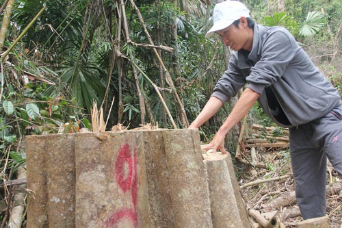 Quảng Nam: Khởi tố vụ phá rừng phòng hộ sông Kôn