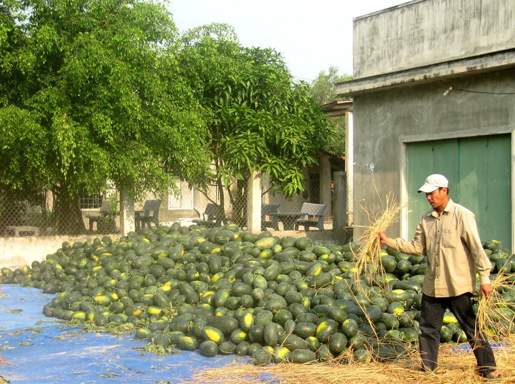 Trung Quốc mua mạnh, dưa hấu Bình Định tăng giá gấp đôi