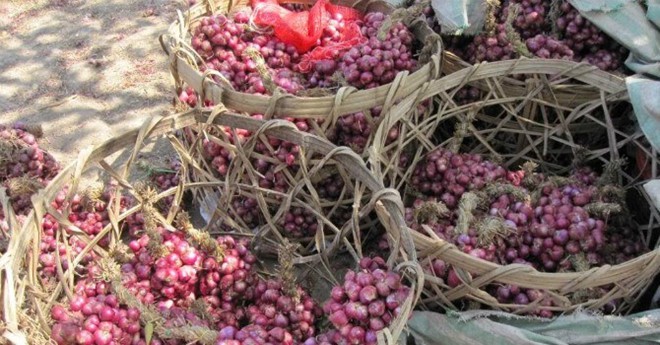 Cứu h&agrave;nh t&iacute;m, dưa hấu, củ cải, khoai t&acirc;y... đến bao giờ? - Ảnh 1.