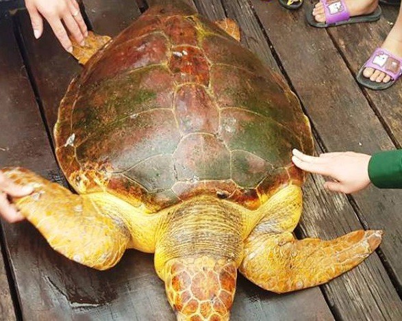 Ngư dân bắt được rùa biển quý hiếm màu vàng nặng hơn 80 kg