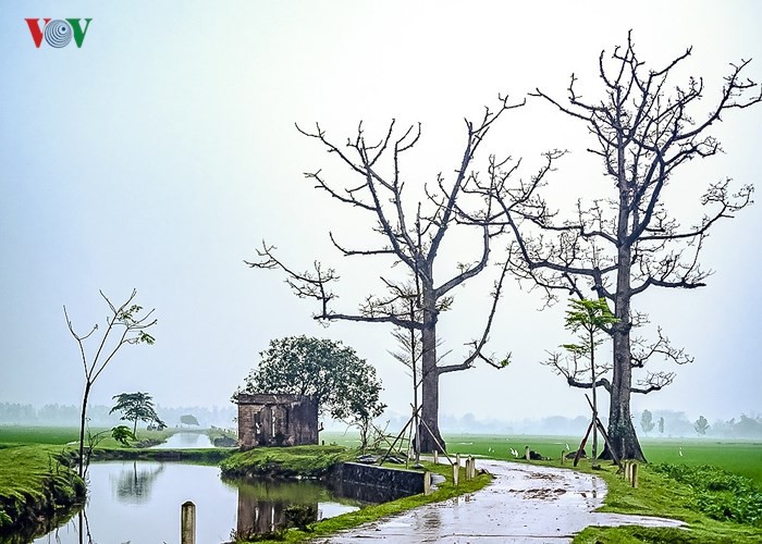 Đẹp nao l&ograve;ng m&ugrave;a hoa gạo th&aacute;ng Ba - Ảnh 9.
