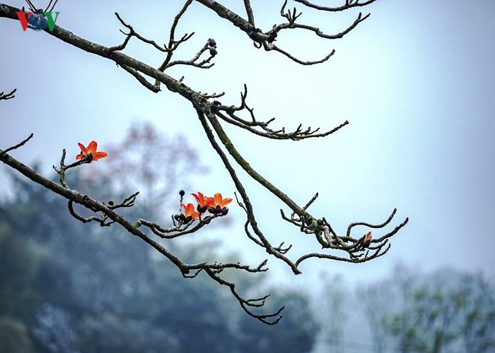 Đẹp nao lòng mùa hoa gạo tháng Ba