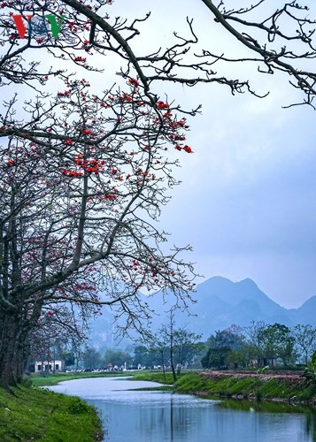 Đẹp nao l&ograve;ng m&ugrave;a hoa gạo th&aacute;ng Ba - Ảnh 12.