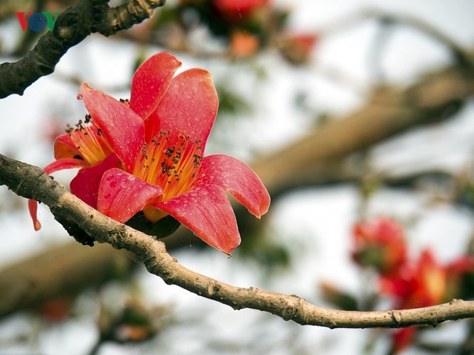 Đẹp nao l&ograve;ng m&ugrave;a hoa gạo th&aacute;ng Ba - Ảnh 13.