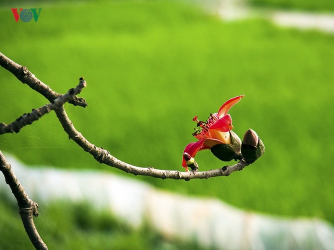 Đẹp nao l&ograve;ng m&ugrave;a hoa gạo th&aacute;ng Ba - Ảnh 14.