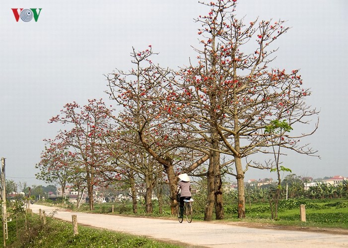 Đẹp nao l&ograve;ng m&ugrave;a hoa gạo th&aacute;ng Ba - Ảnh 16.