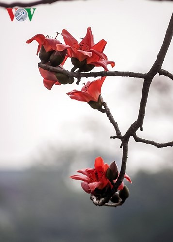 Đẹp nao l&ograve;ng m&ugrave;a hoa gạo th&aacute;ng Ba - Ảnh 1.