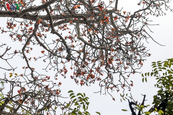 Đẹp nao l&ograve;ng m&ugrave;a hoa gạo th&aacute;ng Ba - Ảnh 2.