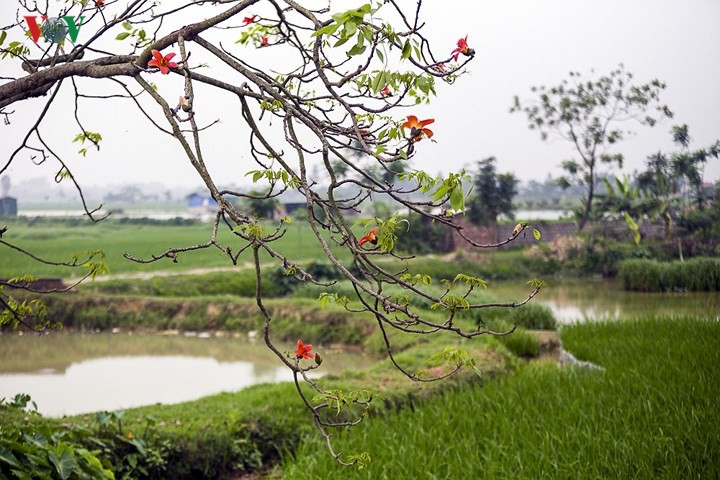 Đẹp nao l&ograve;ng m&ugrave;a hoa gạo th&aacute;ng Ba - Ảnh 4.