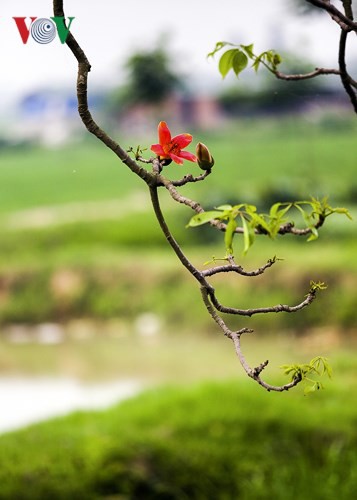 Đẹp nao l&ograve;ng m&ugrave;a hoa gạo th&aacute;ng Ba - Ảnh 5.