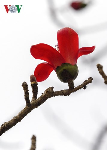 Đẹp nao l&ograve;ng m&ugrave;a hoa gạo th&aacute;ng Ba - Ảnh 6.