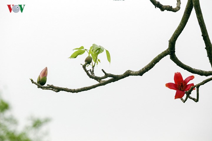 Đẹp nao l&ograve;ng m&ugrave;a hoa gạo th&aacute;ng Ba - Ảnh 7.