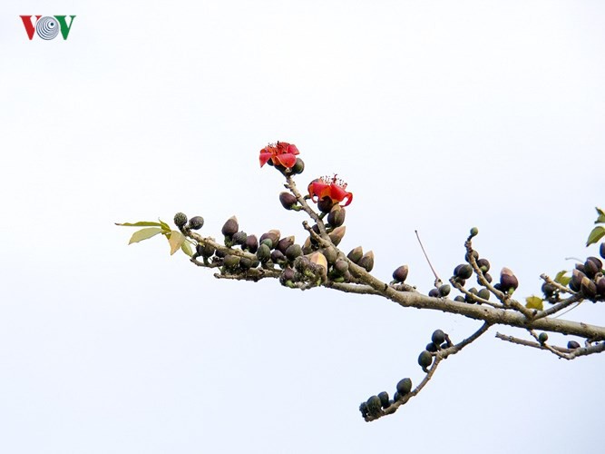 Đẹp nao l&ograve;ng m&ugrave;a hoa gạo th&aacute;ng Ba - Ảnh 8.