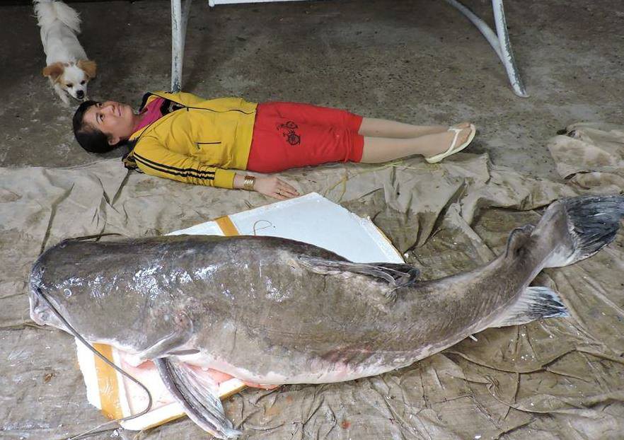 Mua được cá lăng khủng nặng hơn 85kg