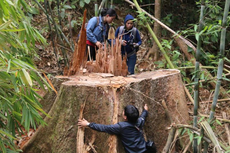 "Thảm sát" rừng lim cổ thụ