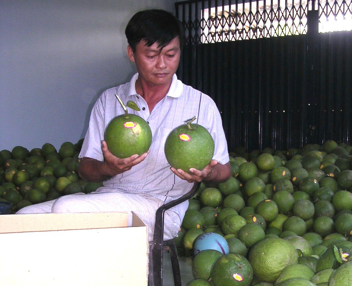 Bưởi da xanh, dừa xiêm xanh Bến Tre được cấp giấy đăng ký chỉ dẫn địa lý
