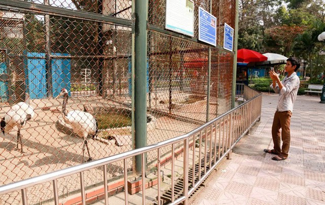Ngắm loài chim cực quý, nằm trong sách đỏ thế giới - Ảnh 11.