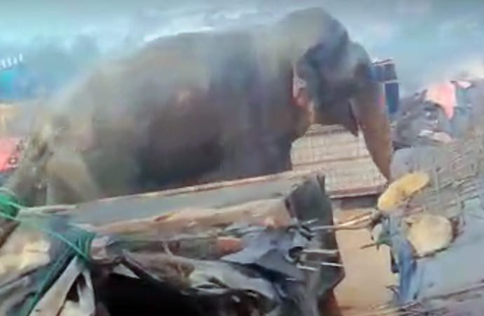 Đi tị nạn, 10 người Rohingya bị voi giết chết