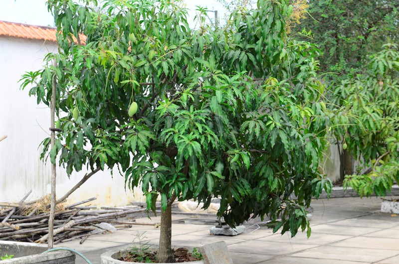 M&ecirc; mẩn vườn nh&agrave; ngập tr&aacute;i c&acirc;y của người đẹp T&acirc;y Đ&ocirc; - Ảnh 4.