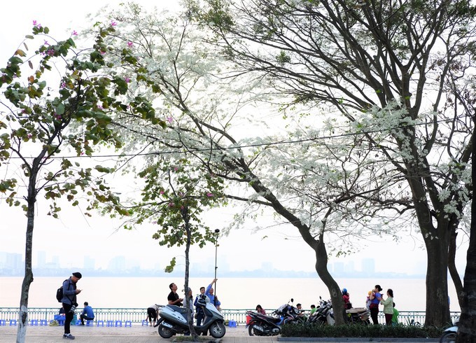 M&ugrave;a hoa sưa nở trắng trời H&agrave; Nội - Ảnh 8.
