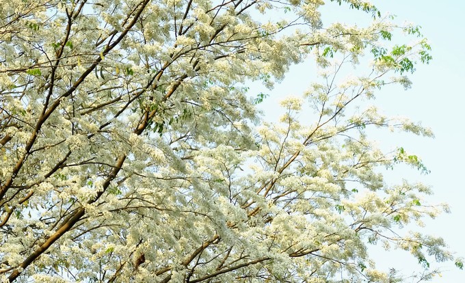 M&ugrave;a hoa sưa nở trắng trời H&agrave; Nội - Ảnh 1.