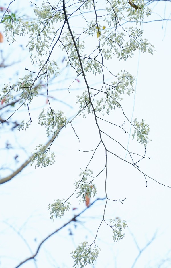 M&ugrave;a hoa sưa nở trắng trời H&agrave; Nội - Ảnh 2.