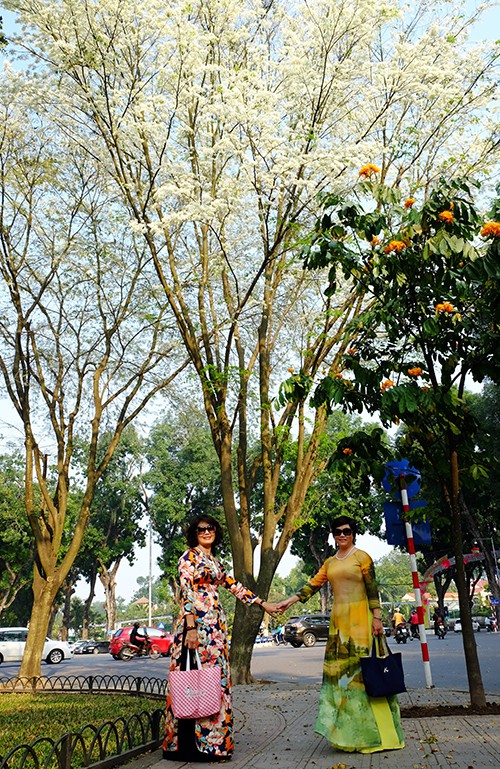 M&ugrave;a hoa sưa nở trắng trời H&agrave; Nội - Ảnh 4.
