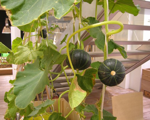 Ruộng l&uacute;a ch&iacute;n v&agrave;ng &oacute;ng trong văn ph&ograve;ng c&ocirc;ng ty Nhật - Ảnh 11.