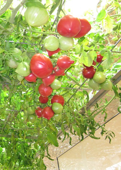 Ruộng l&uacute;a ch&iacute;n v&agrave;ng &oacute;ng trong văn ph&ograve;ng c&ocirc;ng ty Nhật - Ảnh 12.