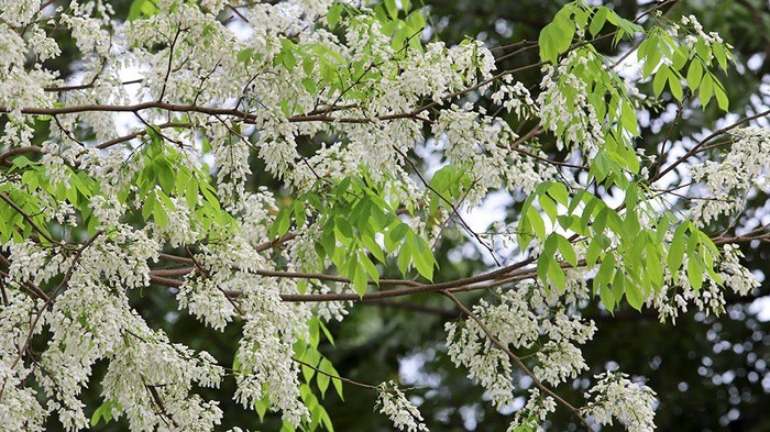 “Điểm danh” những mùa hoa tháng 3 đẹp mê hồn - Ảnh 3.