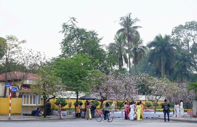 “Điểm danh” những mùa hoa tháng 3 đẹp mê hồn - Ảnh 14.