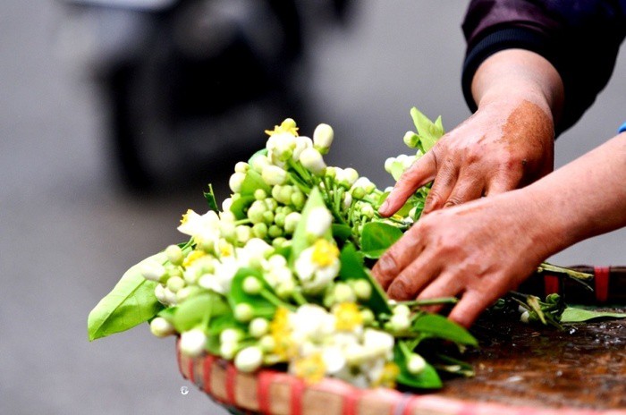 “Điểm danh” những mùa hoa tháng 3 đẹp mê hồn - Ảnh 22.