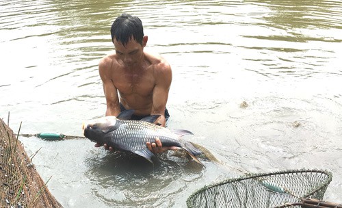 Nuôi loài cá suýt tuyệt chủng, thành tỷ phú