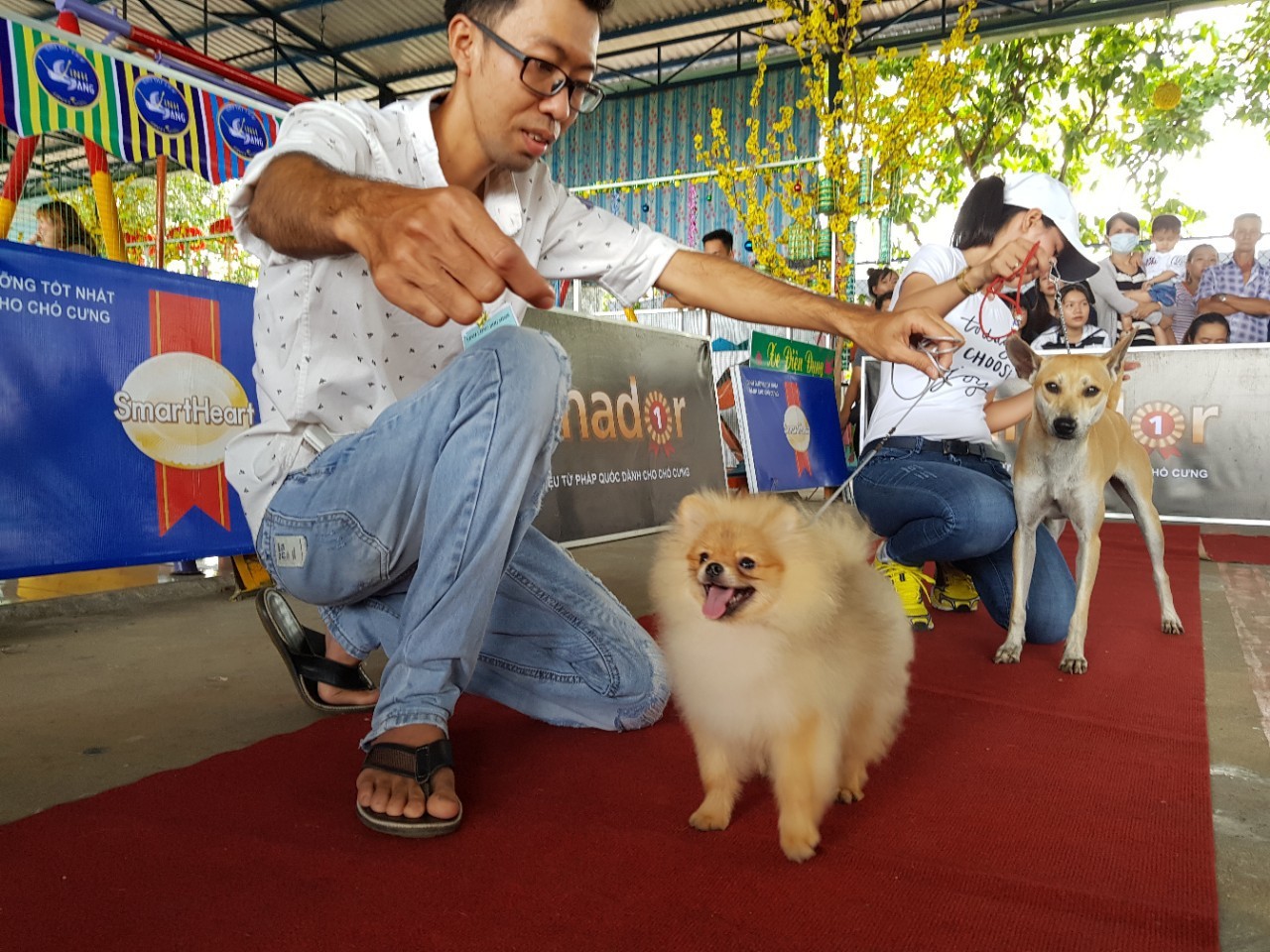 Ngắm dàn chó đắt tiền từ khắp nơi về miền Tây thi chó đẹp - Ảnh 7.