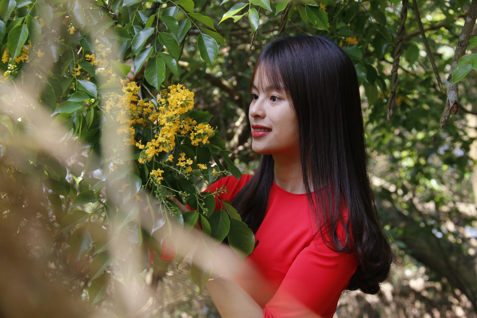 Sắc sưa nhuộm vàng Tam Kỳ