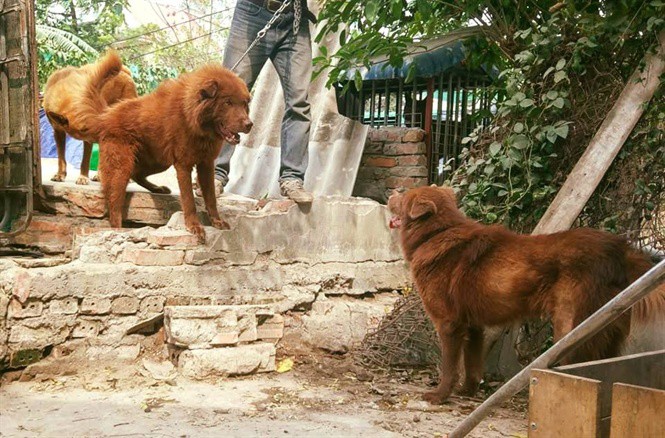 Thực hư về sói lửa trên cao nguyên trắng - Ảnh 1.