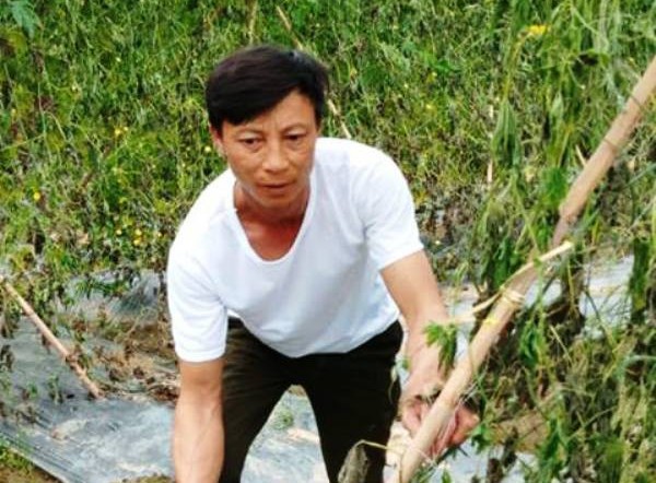 Xót xa nhìn 8 sào khổ qua đến ngày thu hoạch bị nhổ rễ, chết héo