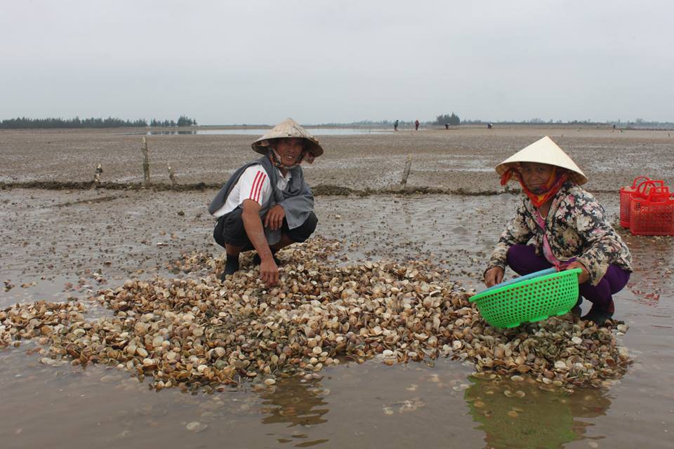 Nghêu bất ngờ chết trắng bãi
