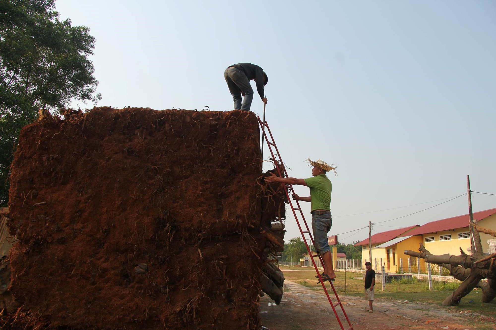 Nộp phạt 750.000 đồng, chủ h&agrave;ng được nhận lại c&acirc;y qu&aacute;i th&uacute; cuối c&ugrave;ng - Ảnh 2.