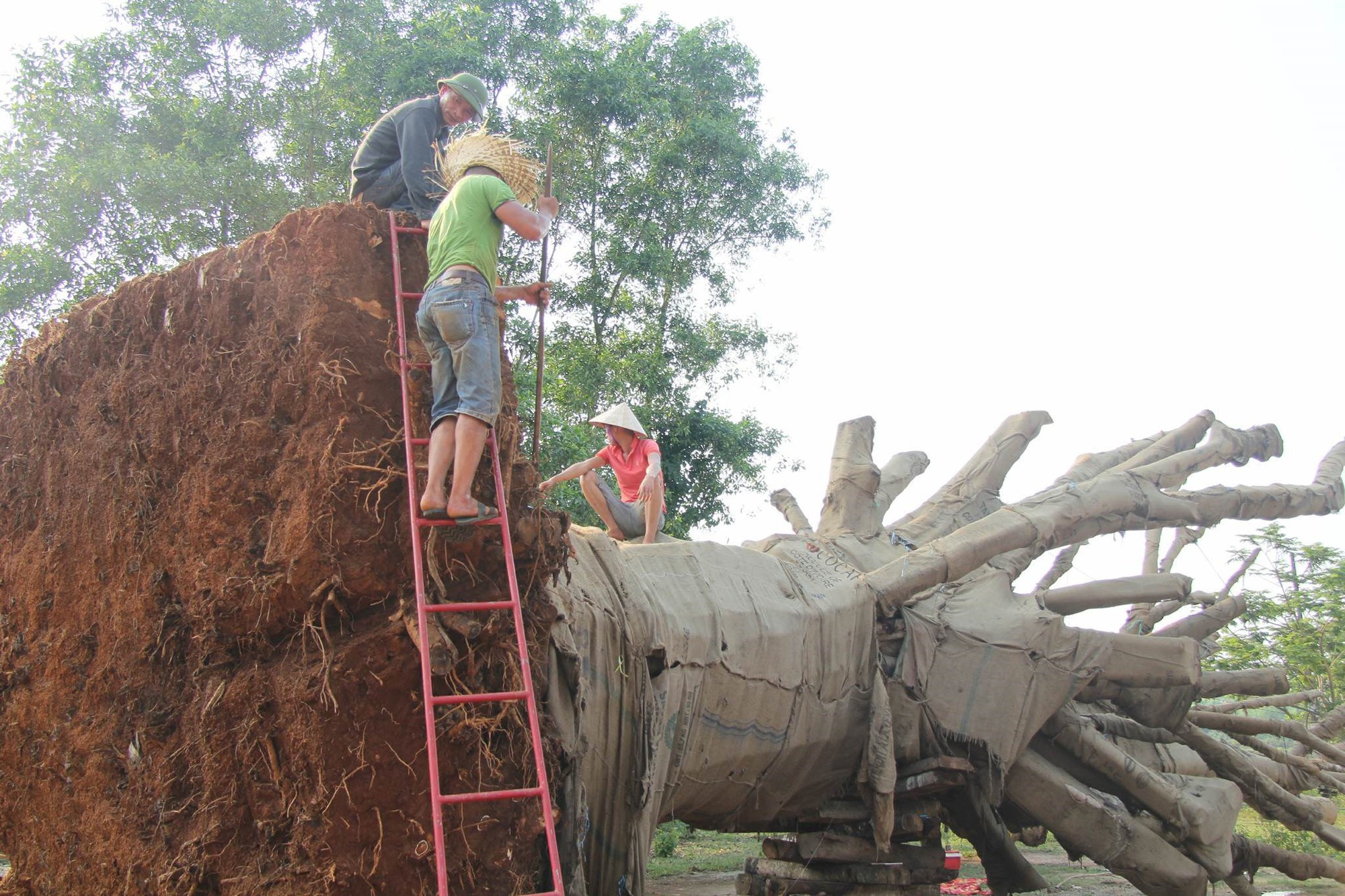 Nộp phạt 750.000 đồng, chủ hàng được nhận lại cây "quái thú" cuối cùng