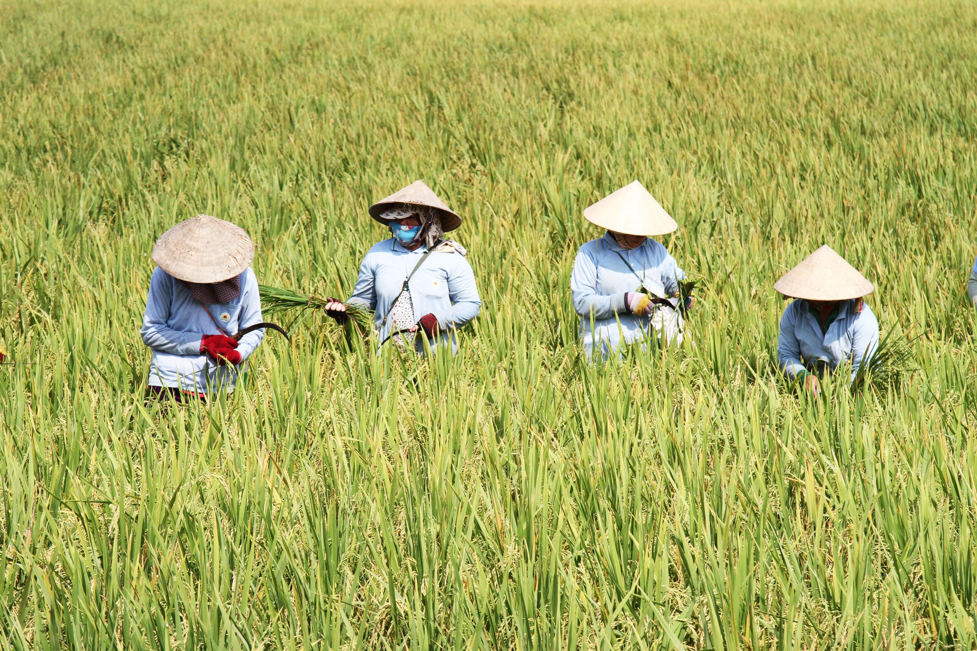 Thương mại hóa 2 giống lúa mới chịu được mặn và kháng bệnh - Ảnh 1.