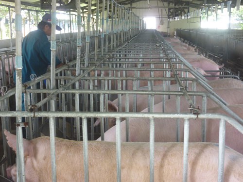 Sau giải cứu, giá heo lại sốt - Ảnh 1.