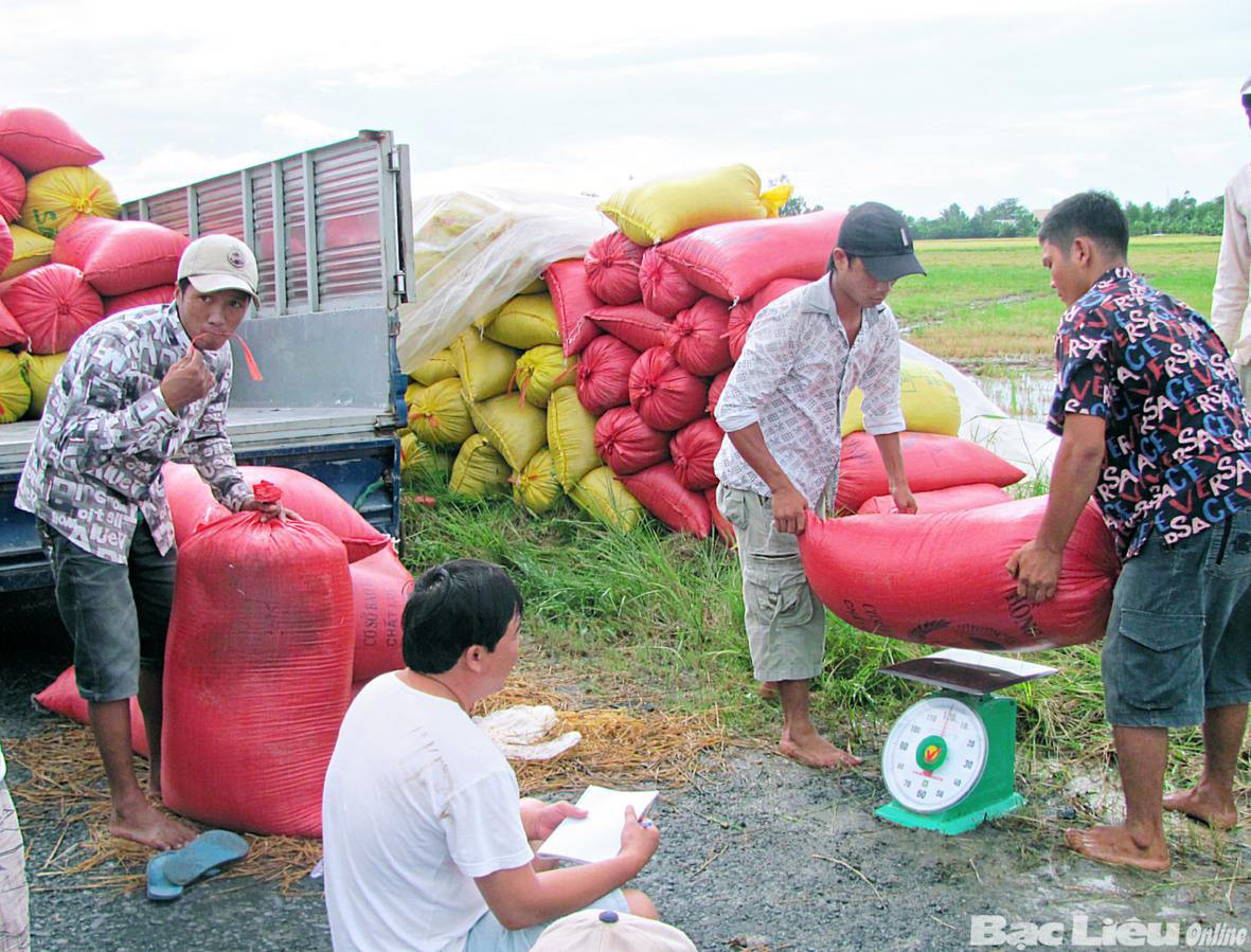 “Cò" mua lúa ma mãnh lừa đảo tiểu thương