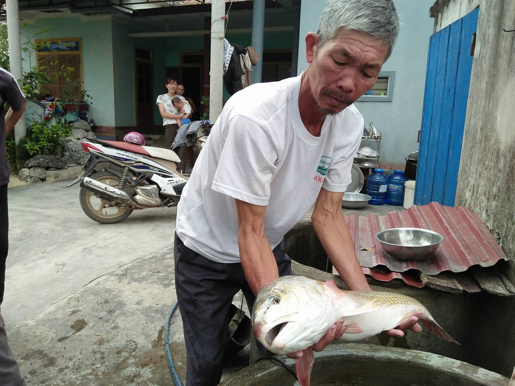 Ngư dân bắt được cá lạ, nghi cá sủ vàng tiền tỉ
