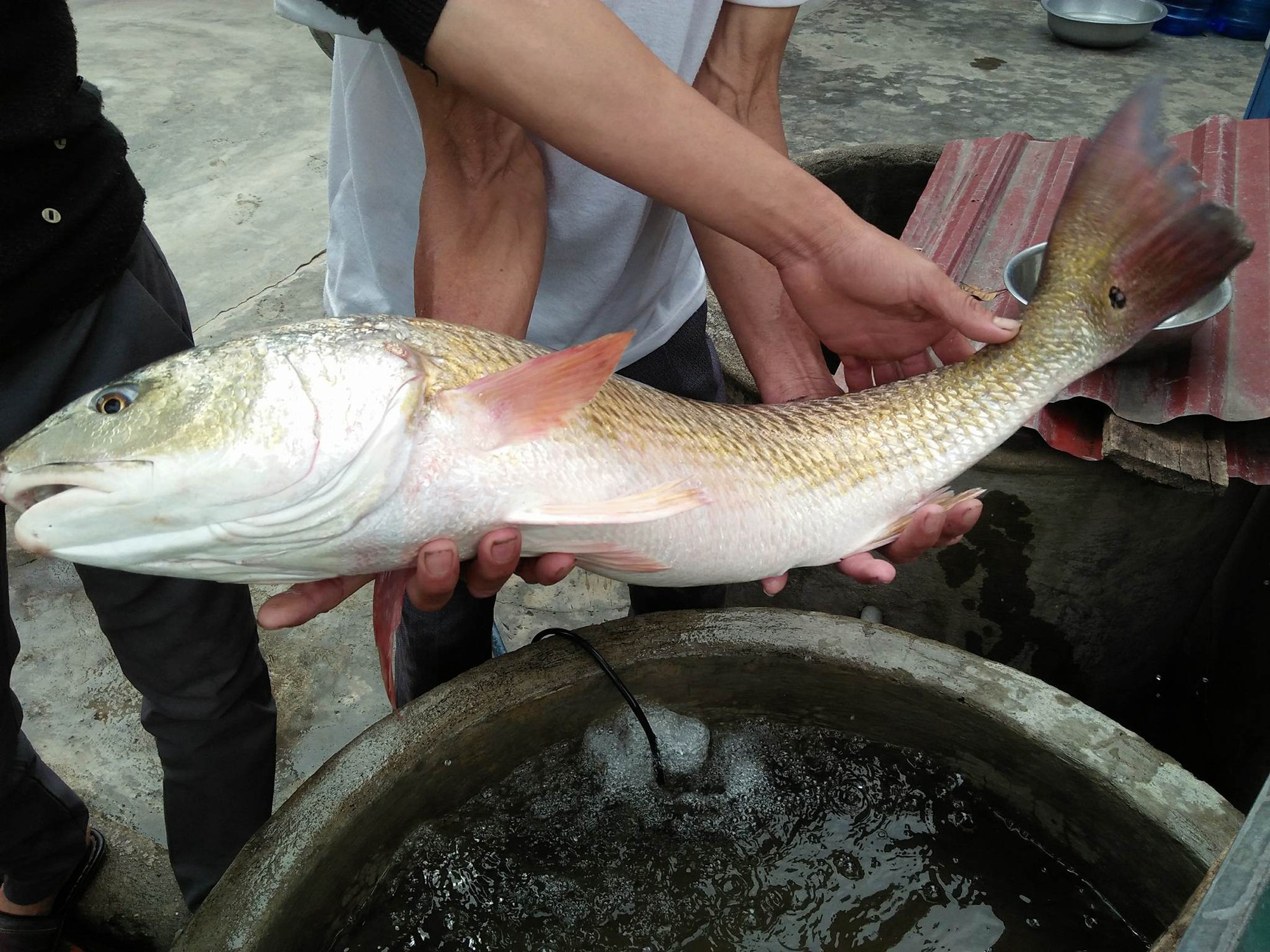 Ngư dân bắt được cá lạ, nghi cá sủ vàng tiền tỉ - Ảnh 2.